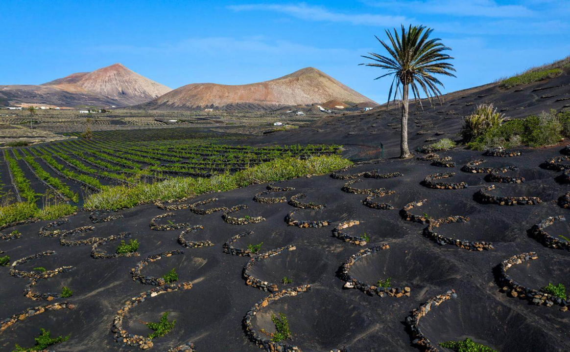 Lanzarote, La Geria